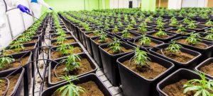 Quelques conseils pratiques pour ouvrir une boutique de CBD en France ouvrir une boutique de CBD en France