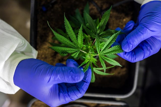 Le CBD bio traitement naturel contre les douleurs chroniques