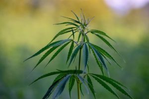 Le CBD bio douleurs chroniques