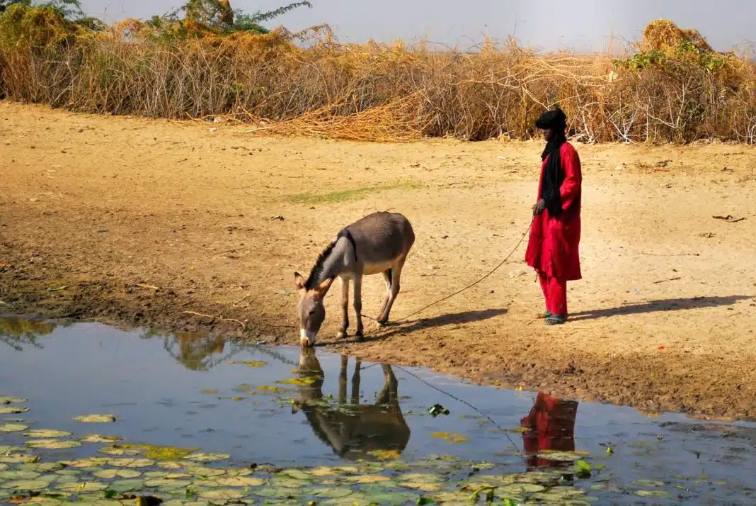 African Toeareg man getting water at the pond with his donkey