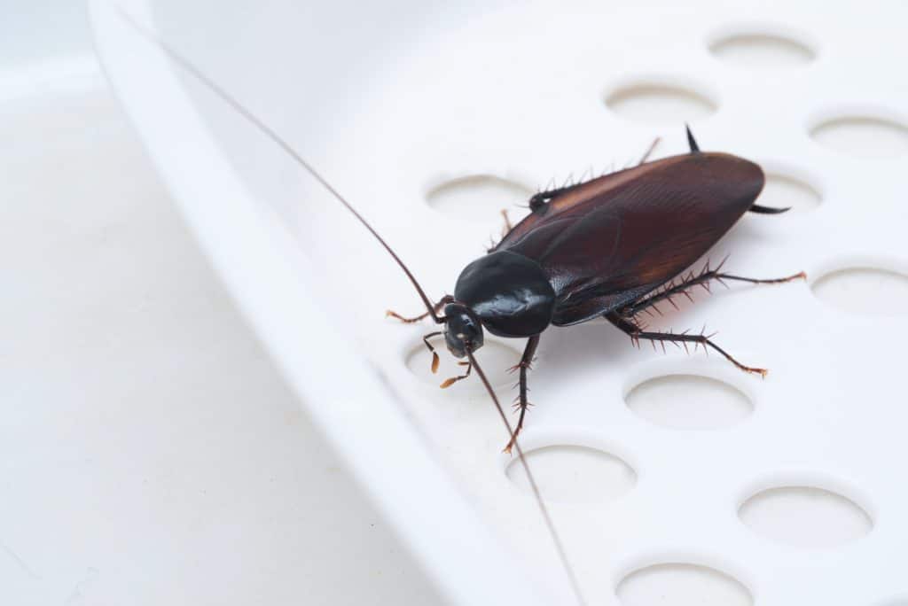 Les insectes qui ressemblent aux cafards comment les identifier