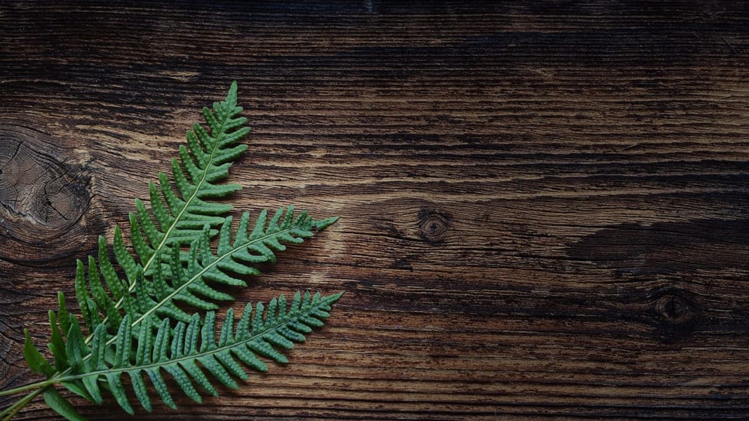 Tongkat Ali : les bienfaits de cette plante pour votre corps et votre esprit