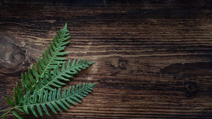 Tongkat Ali : les bienfaits de cette plante pour votre corps et votre esprit