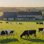 Troupeau de vaches laitières dans un pâturage en France, illustration des nouveaux seuils ICPE pour l'élevage