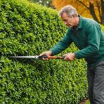 Taille d'une haie de jardin à l'automne en France